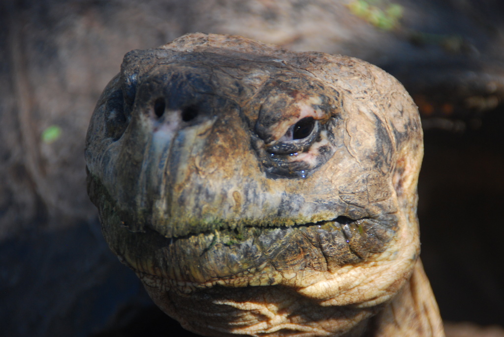 Giant Tortoise Headshot – Lives of Wander